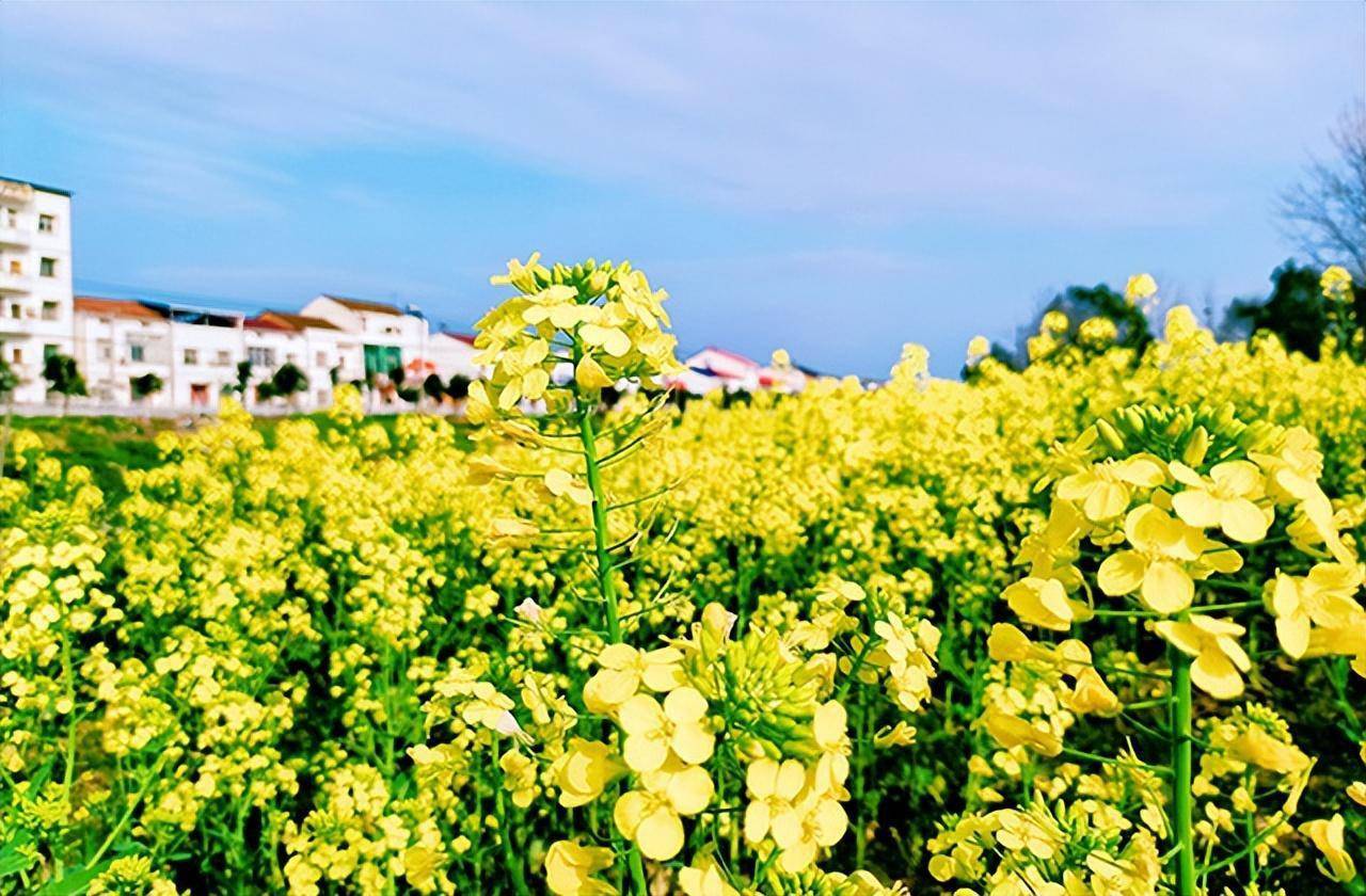 房山天开花海油菜花图片