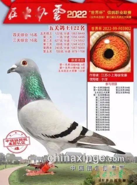 「人物」鸽子白送都不要!"小上海"谈鸽子的延续性发挥_人家_因为_研究