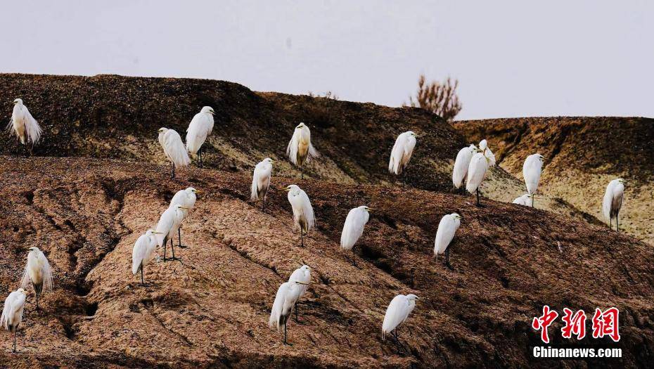 青海可鲁克湖托素湖自然保护区迎来多种候鸟栖息觅食