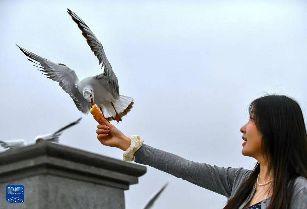 从昆明到西伯利亚:六千里人鸥情_滇池_保护_候鸟