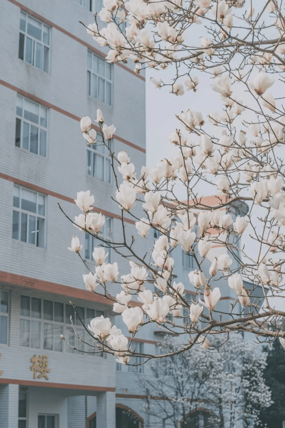 校园春景图片