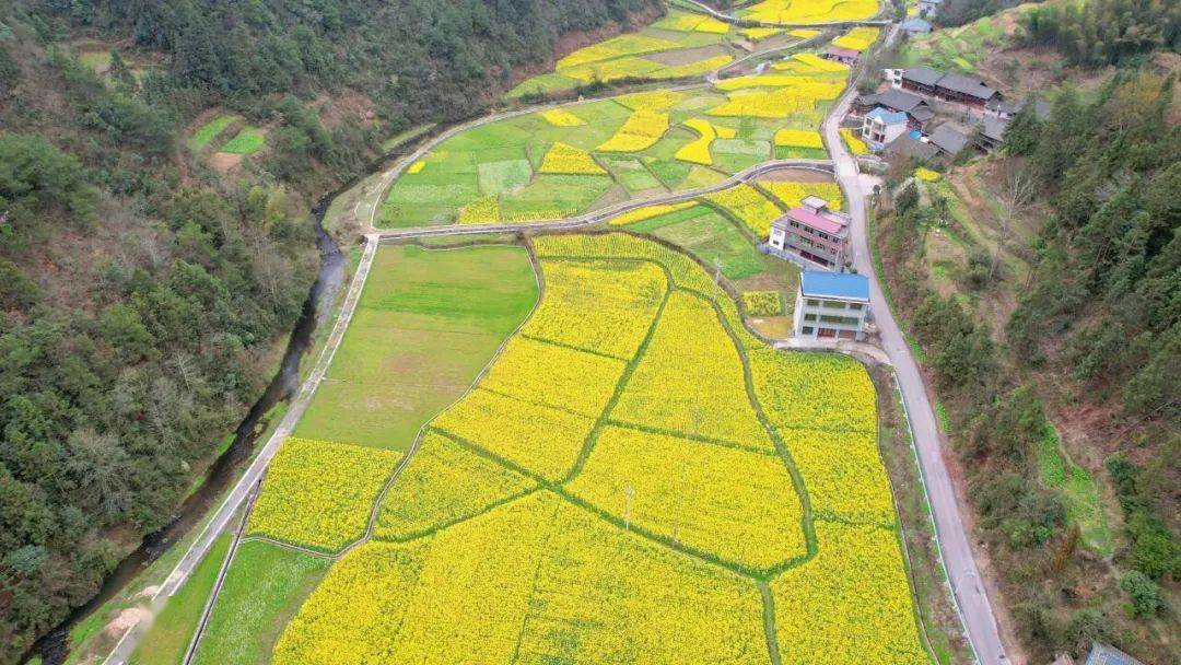 坪地镇八界村800亩油菜花迎来赏花季