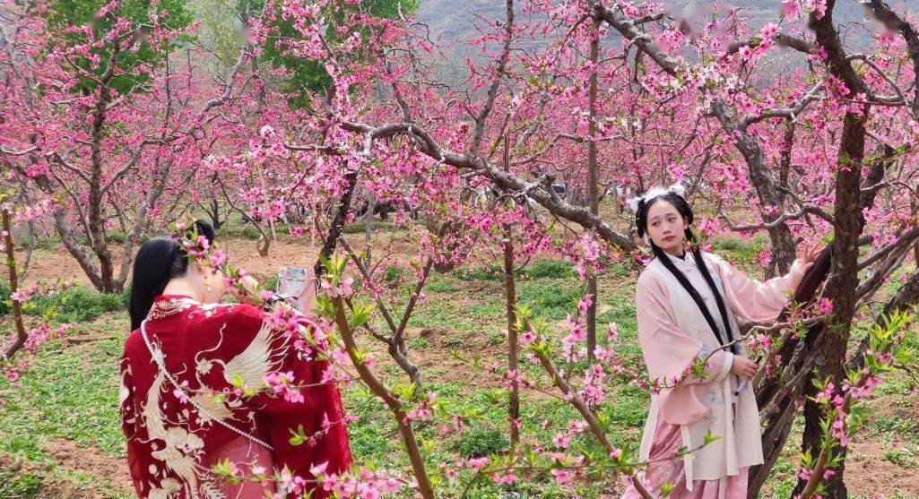 保定顺平桃花节图片