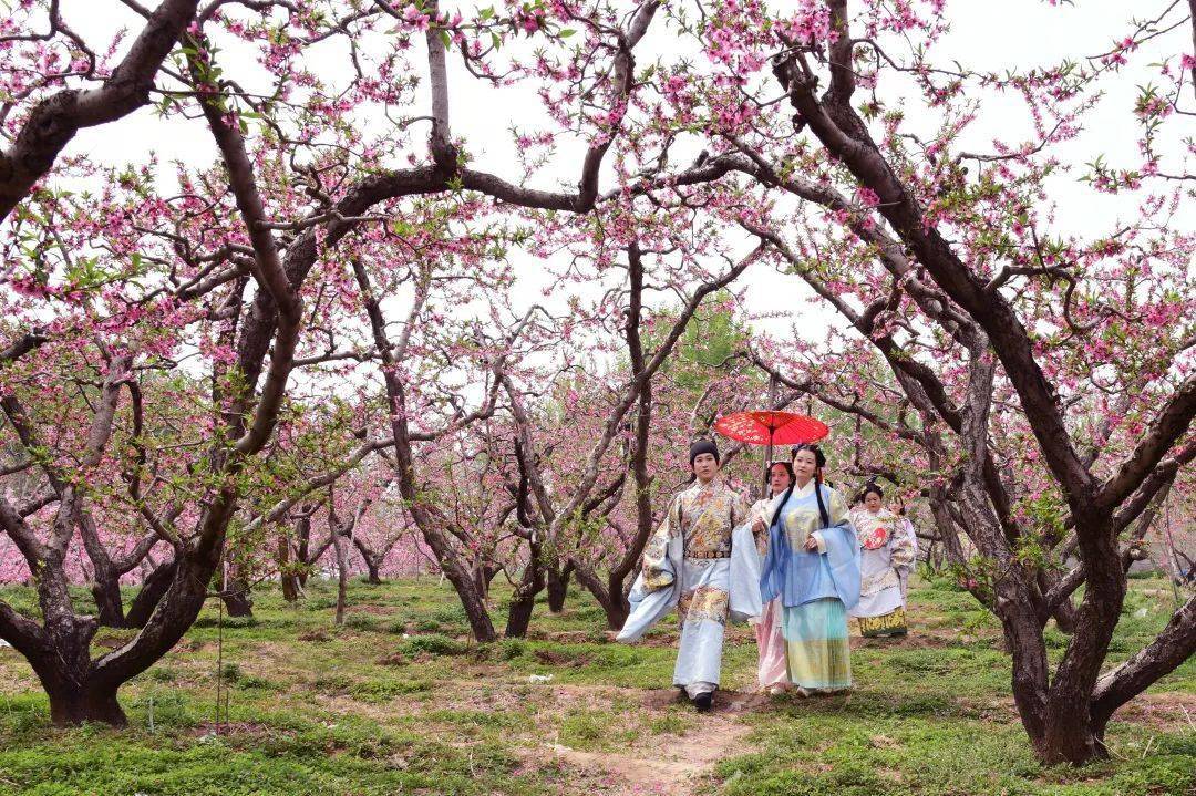 保定顺平桃花节图片