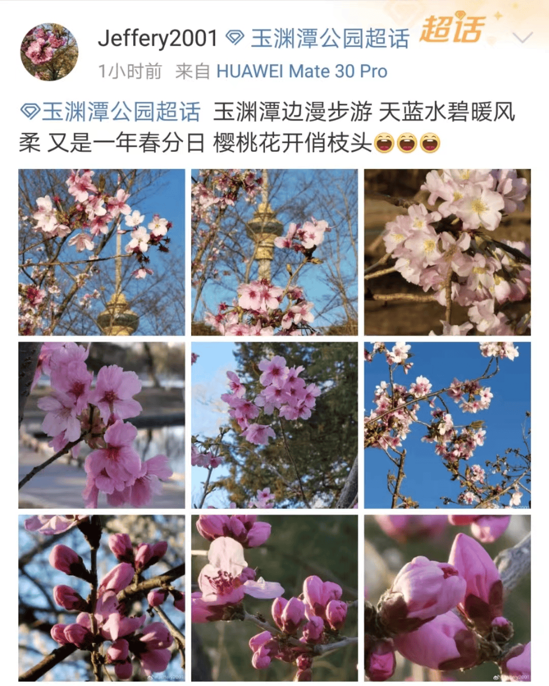 北京春天的赏花顶流玉渊潭樱花