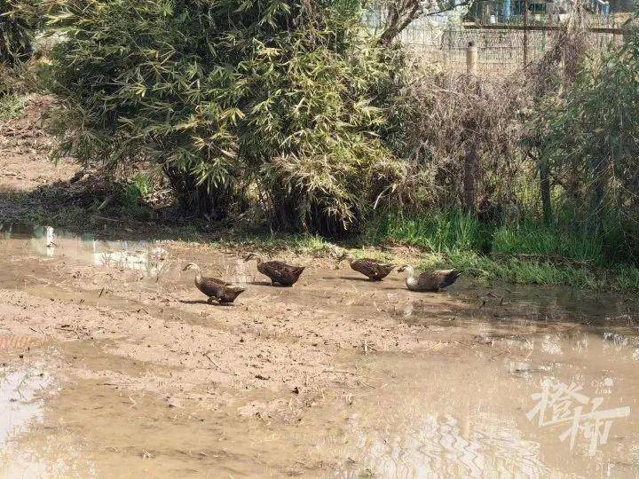 小王和小李两个小姑娘慕名前来抓鸭子,一人拿网兜,一人拿杆子,猫着