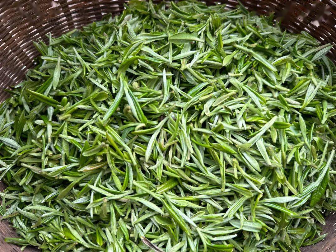 乐山最值得去的10个地方,周末去耍啦!_茶园_part_茶叶