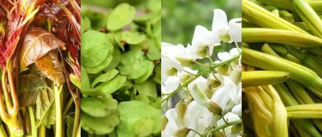 春天在哪里在三门峡人的蒸锅里