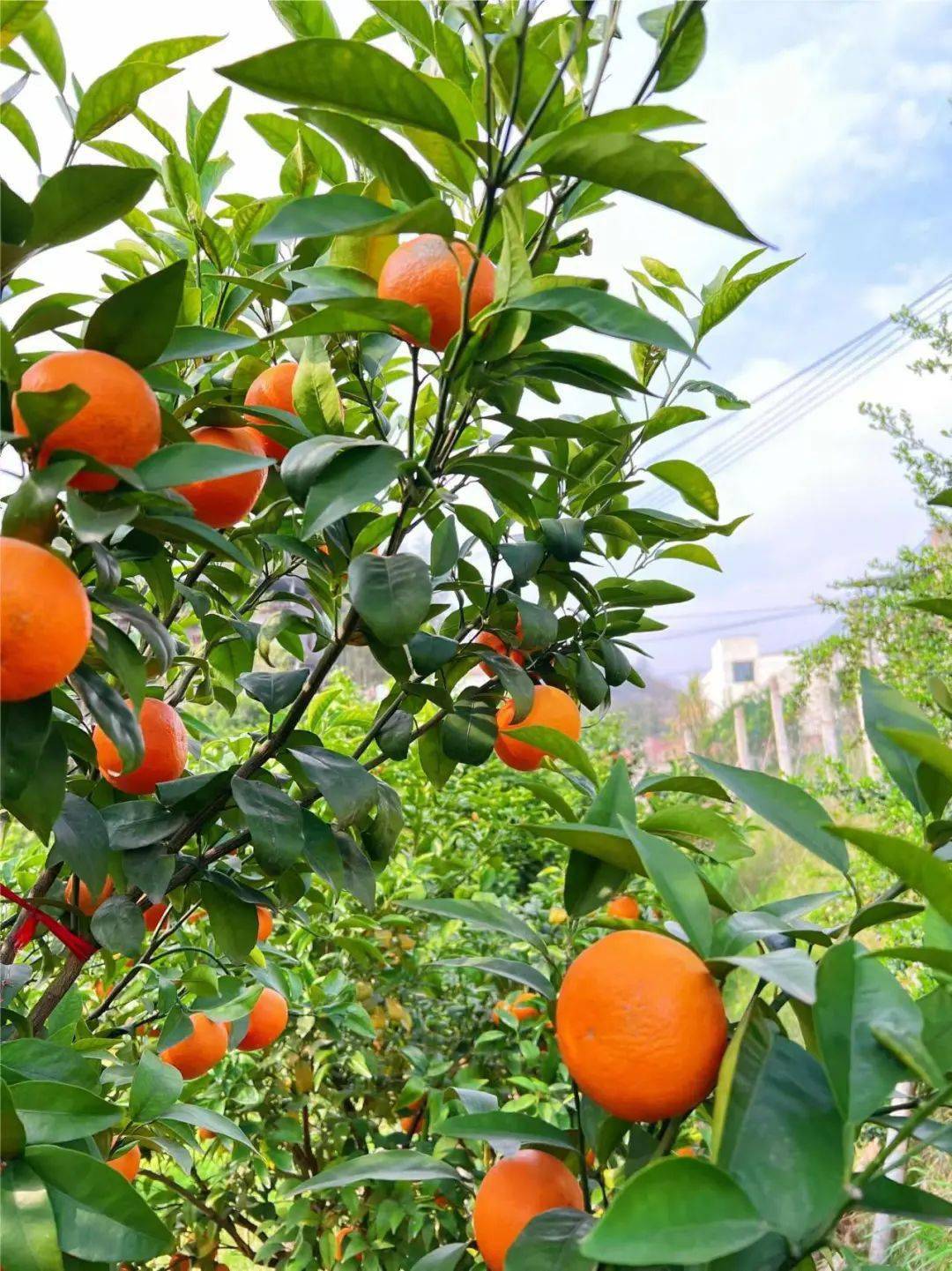 胖妹儿来了|组个"橘",到巴南百胜村蚂蚁农场"趣"采摘_沃柑和_綦江人