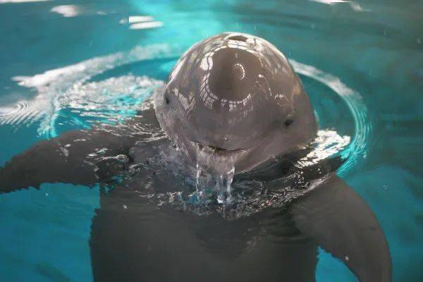 "微笑天使"长江江豚,是长江现存唯一的鲸豚类动物,国家一级重点保护