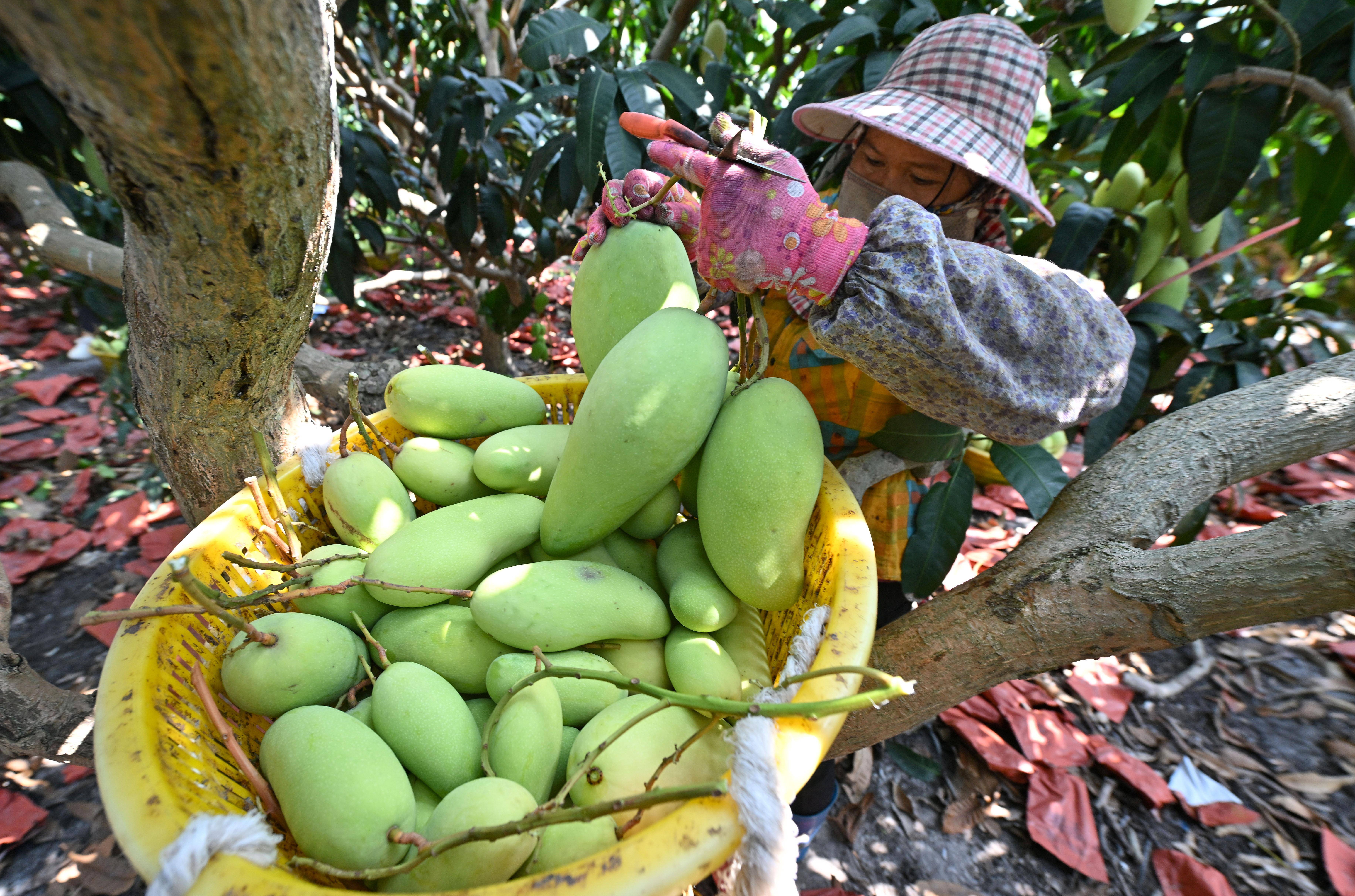 又到芒果飘香时_种植_海南_英州镇