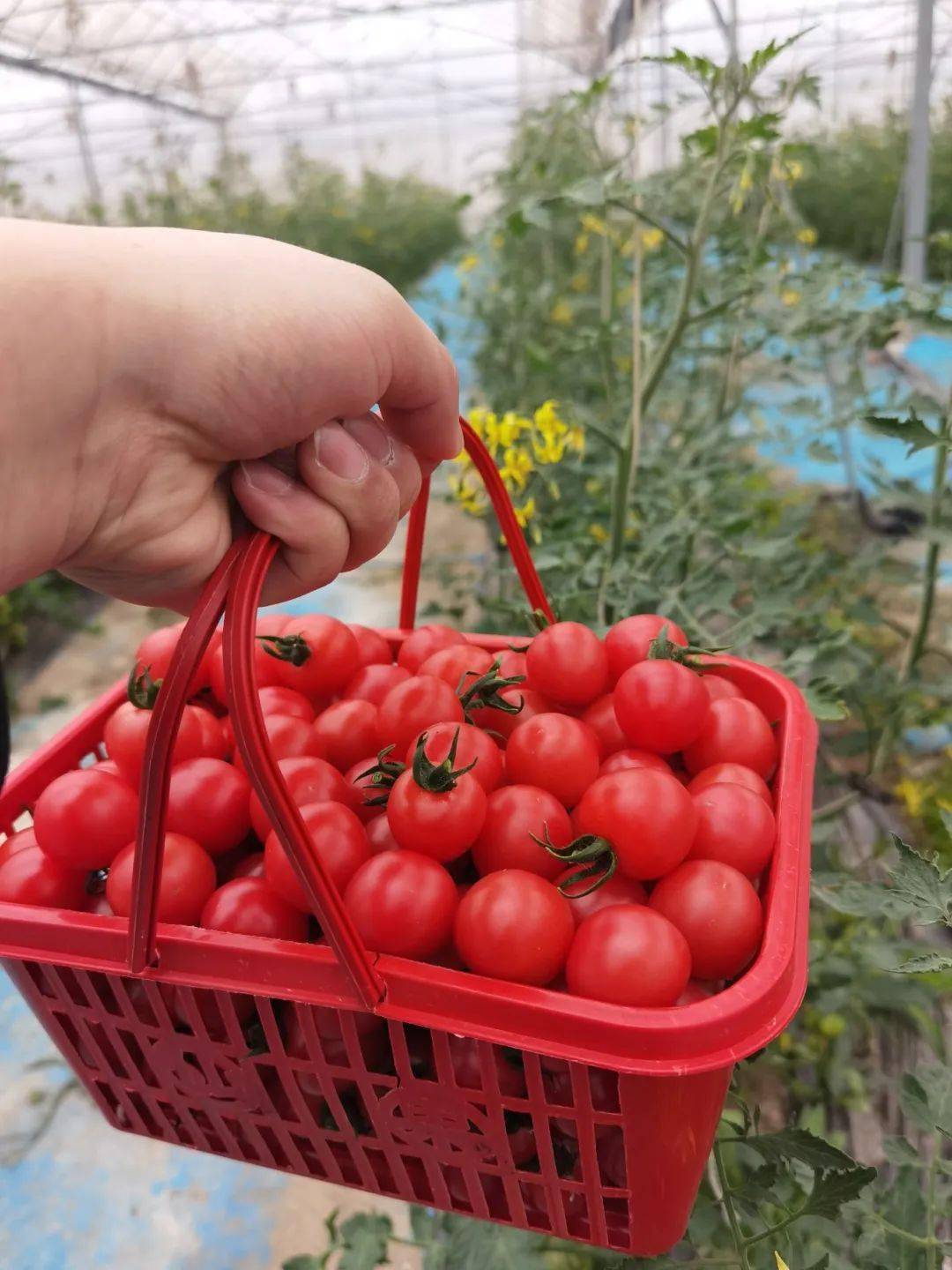 小小番茄吃法多图片图片