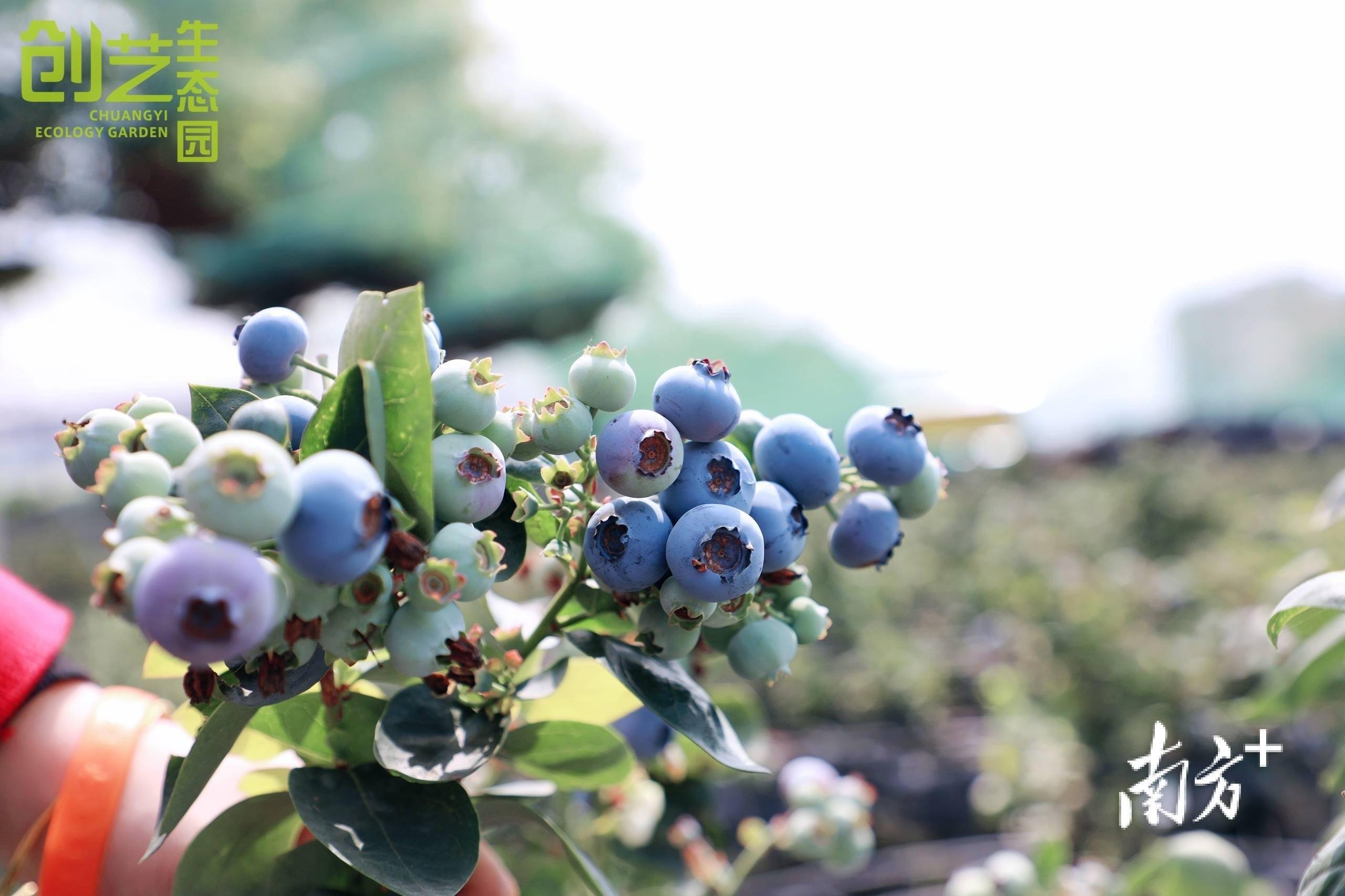 多图麻涌蓝莓采摘季启动莓好时光等你来