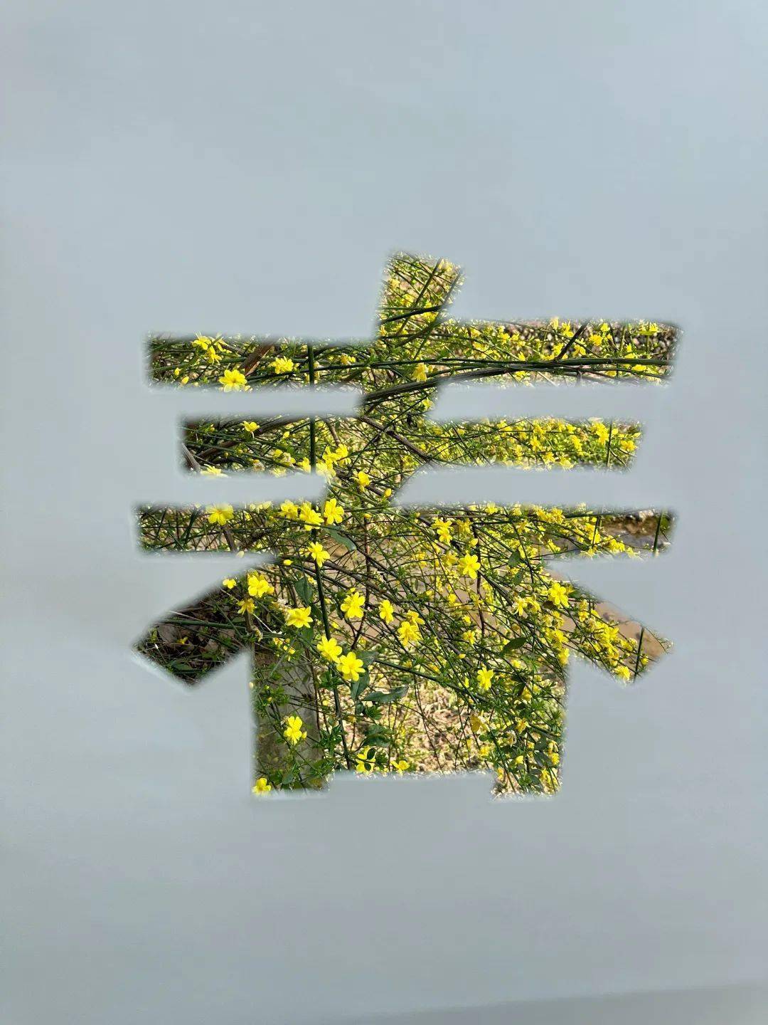 春风_油菜花_色彩