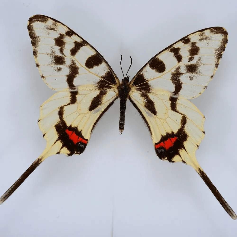 丝带凤蝶雄丝带凤蝶雄后翅尾突如此长者只有丝带凤蝶,但画中蝶前翅似