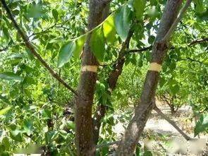 农用链霉素(菌停)3000倍;真菌性病害可用丽致1000倍,金力士4000-5000