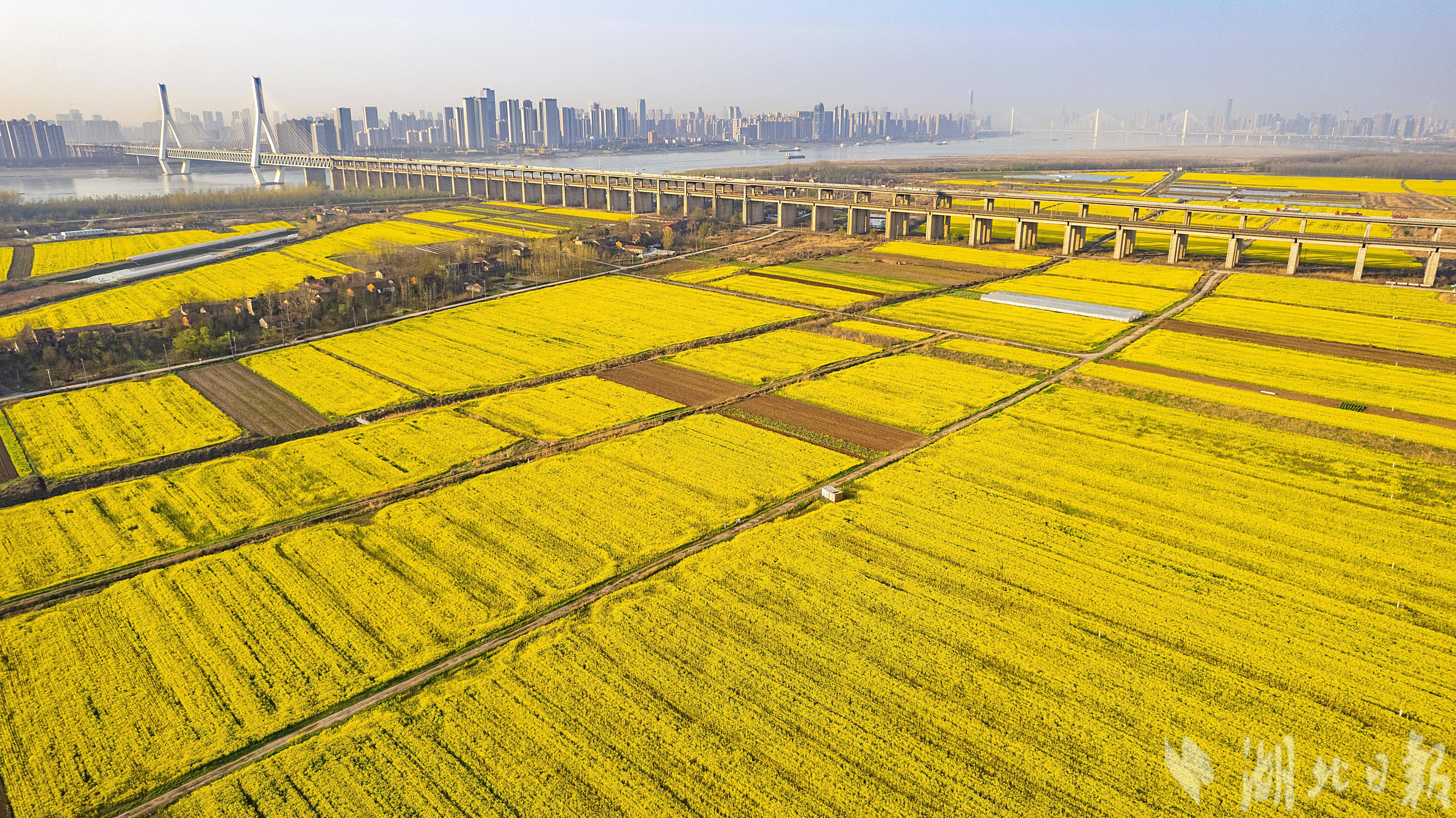 油菜花海的图片大全图片