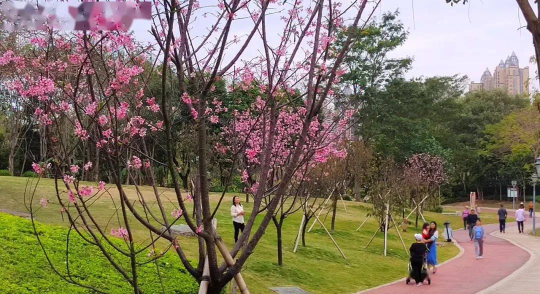 樱花_惠州_周智聪