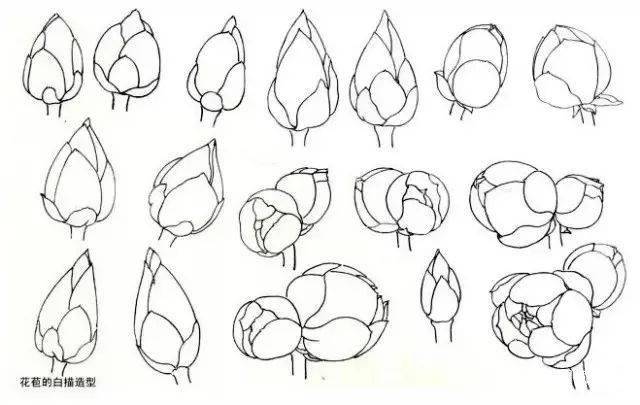 国画荷花花苞的画法图片
