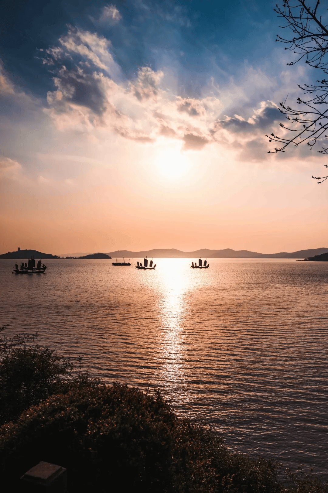 太火了!华春莹大赞无锡_太湖_樱花_赏樱