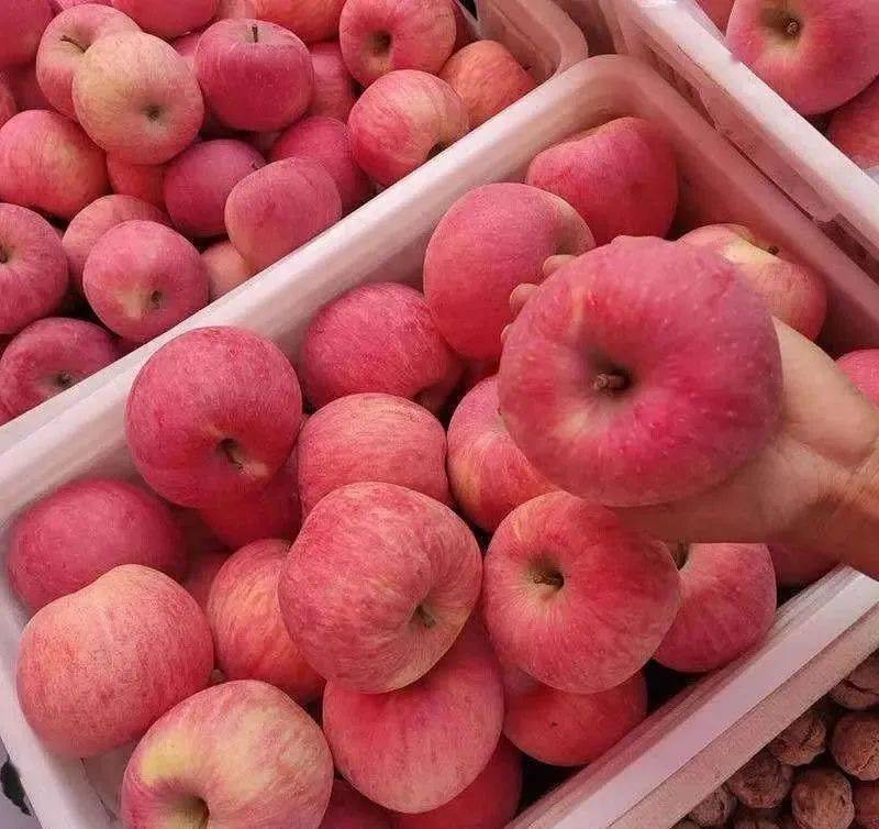 信阳_苹果_灵宝