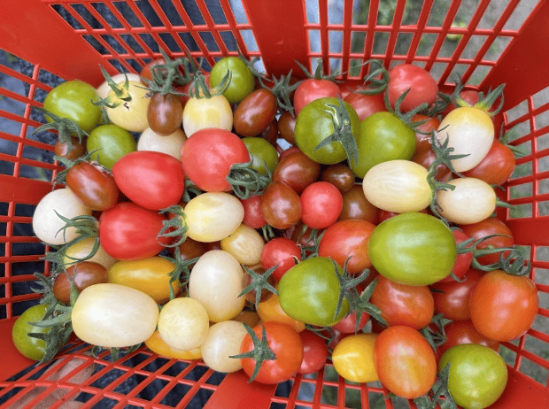 长乐七彩小番茄上市啦你中意哪种颜色