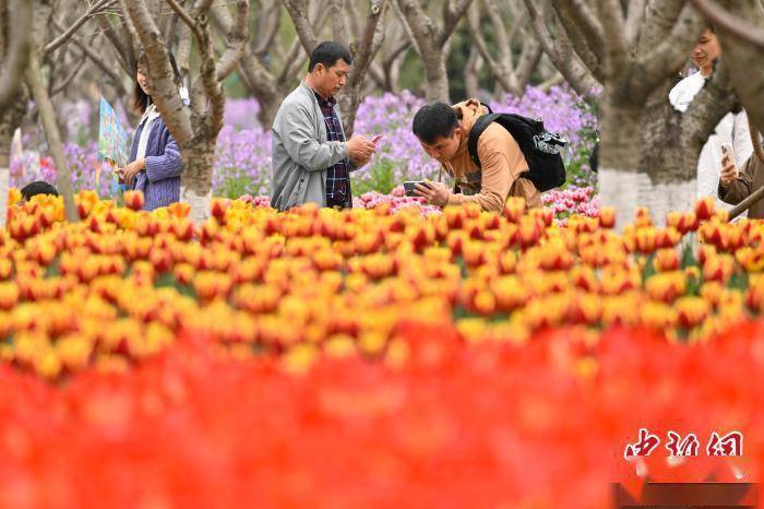 中新社记者 赵文宇 摄3月23日,浙江省嘉兴市平湖钟溪樱花里(樱花小镇)