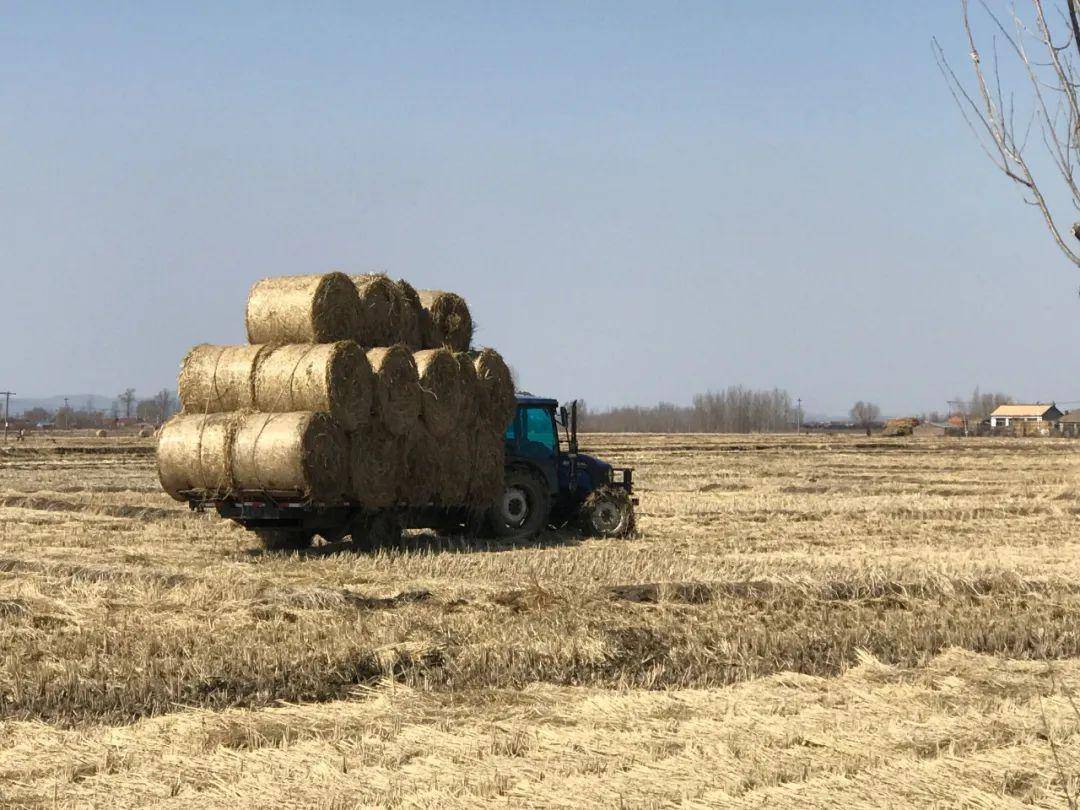 我给秸秆找"出口"_王伟_万昌镇_水稻