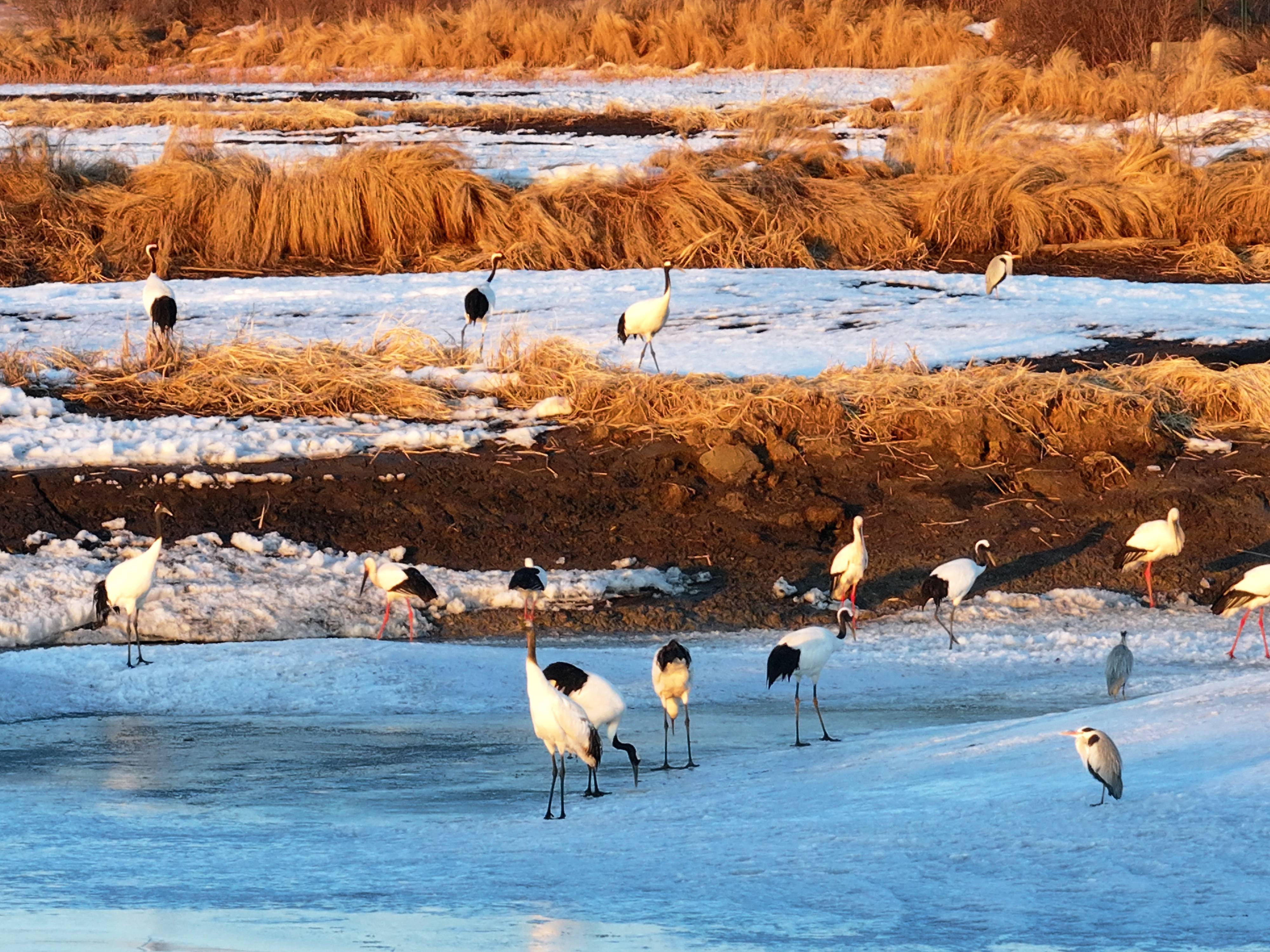 挠力河保护区:冰雪初融"老友"归_候鸟_红兴隆分局_监测