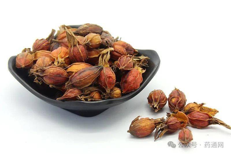 栀子还有多大商机_价格_年产量_福建