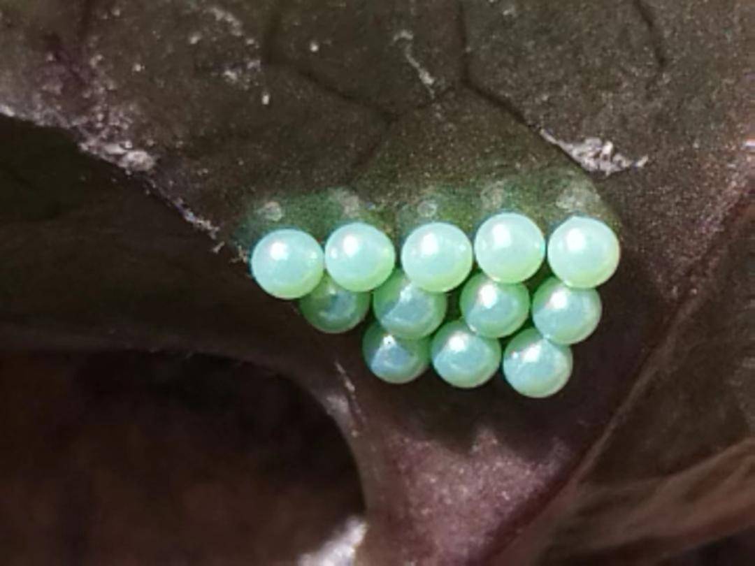 金陵商会党支部保护中华虎凤蝶在行动