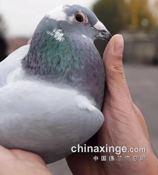 人物黄金配对公棚进奖率100专访开尔鸽王冠军鸽主