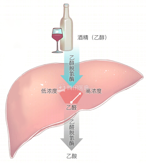 醒酒药和解酒药的区别图片