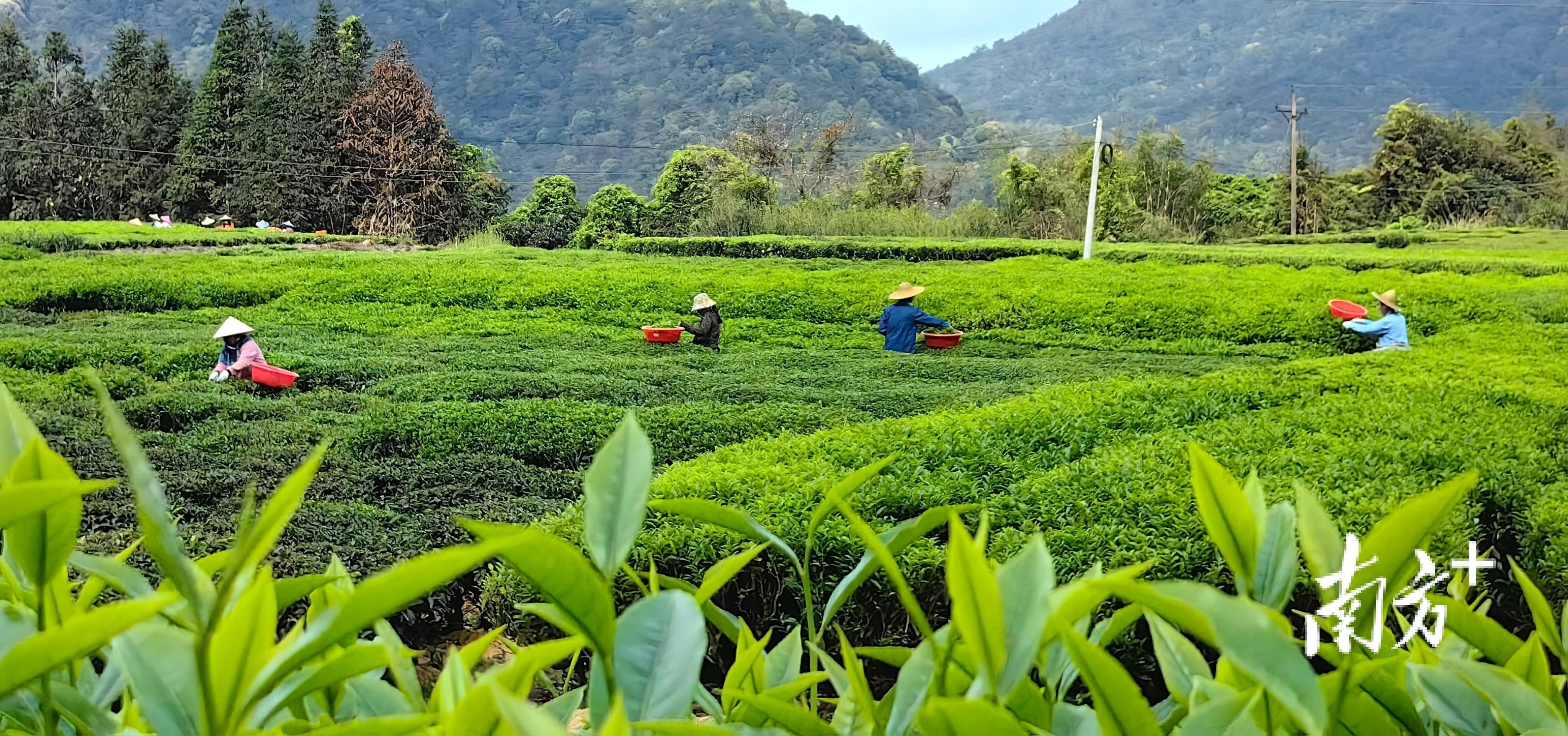 潮州潮安万峰林场生态茶叶进入全面开采期