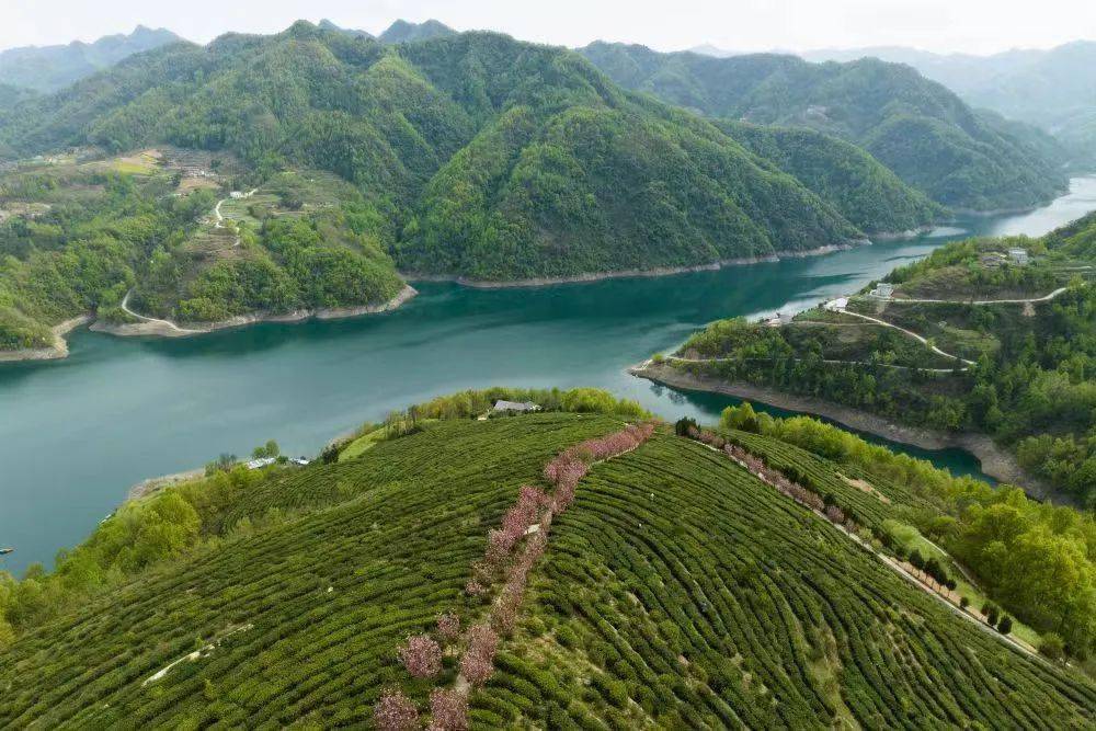 启动来汉滨醉春色