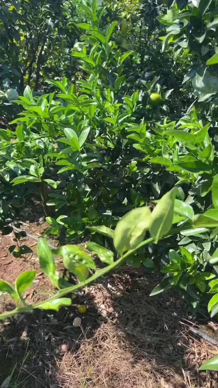 茂谷柑种植技术图片