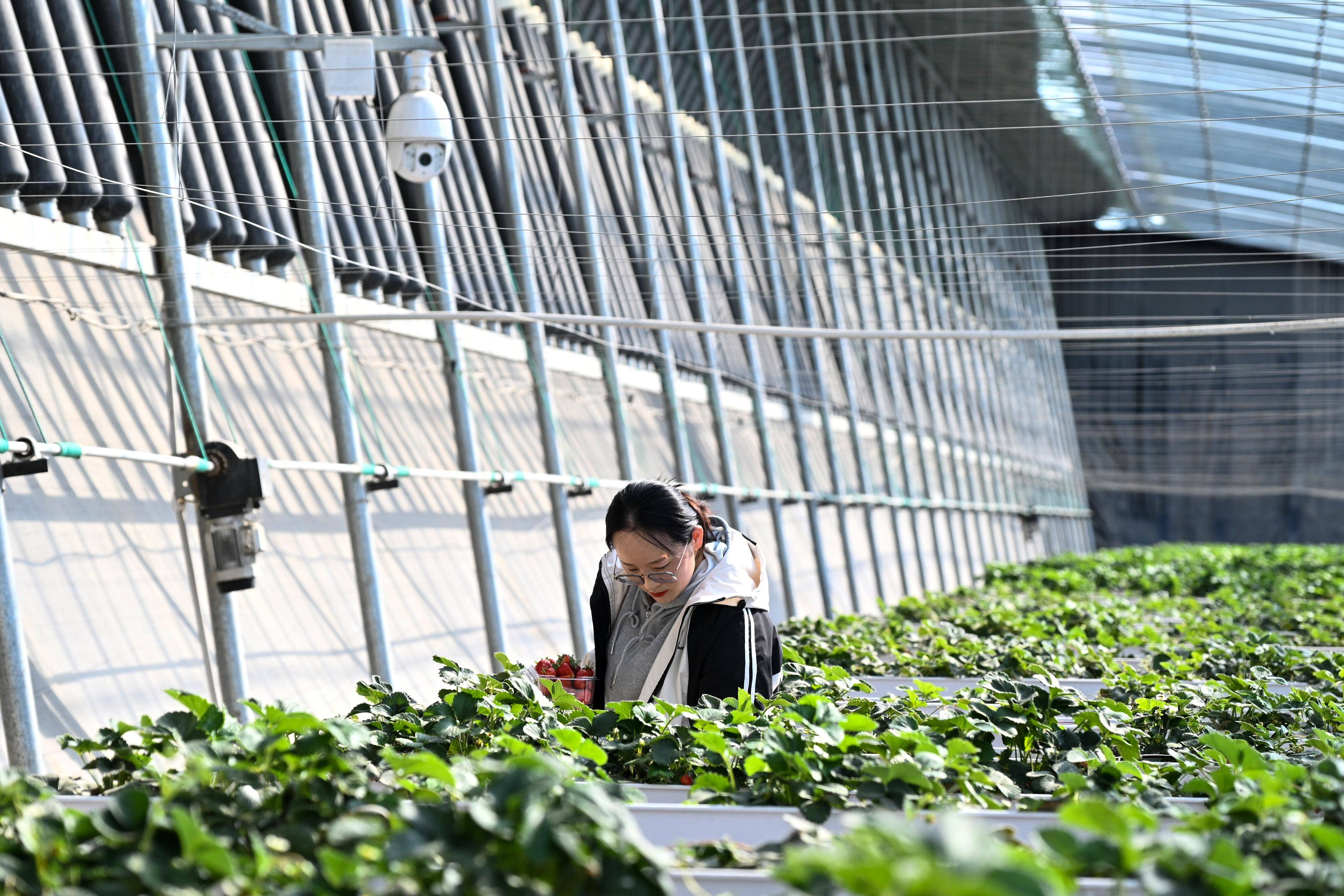 新疆博湖科技助力春日大棚喜收获