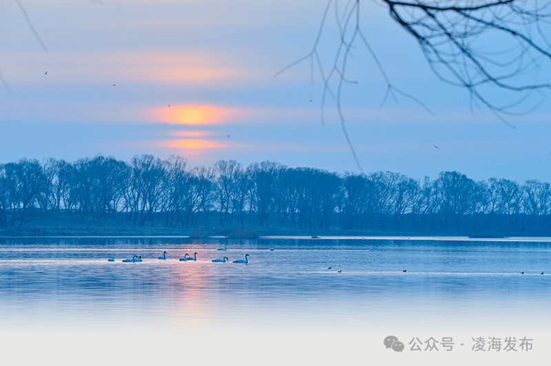 惊喜凌海凌水暖百鸟闹春归