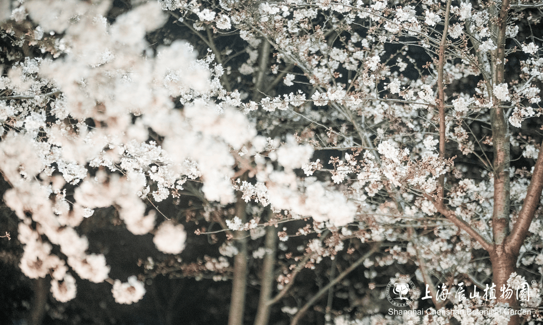 好消息辰山植物园限时开放赏夜樱