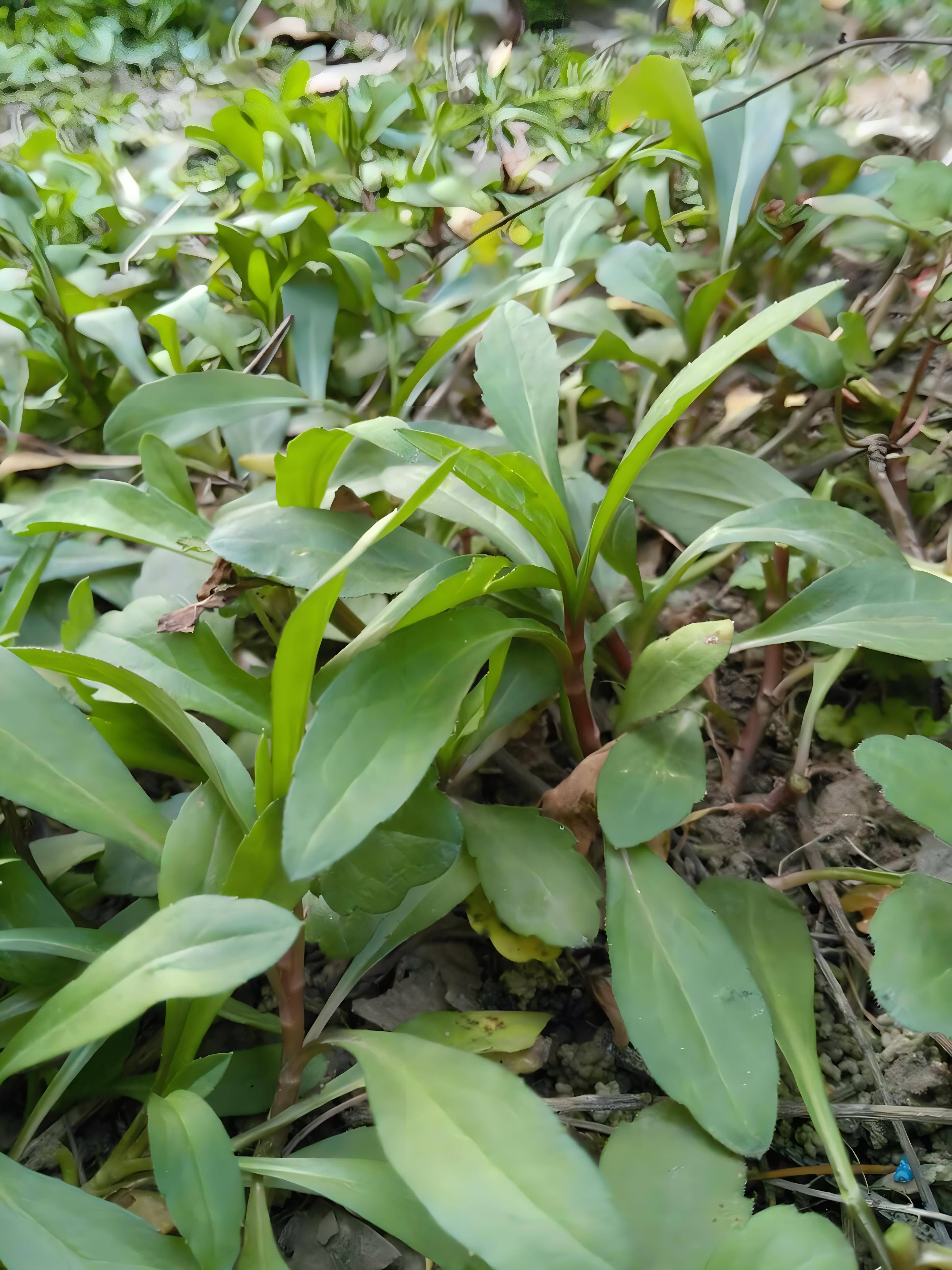 春天到了,又到了挖野菜的季节了,下面这些野菜,你都吃过几种