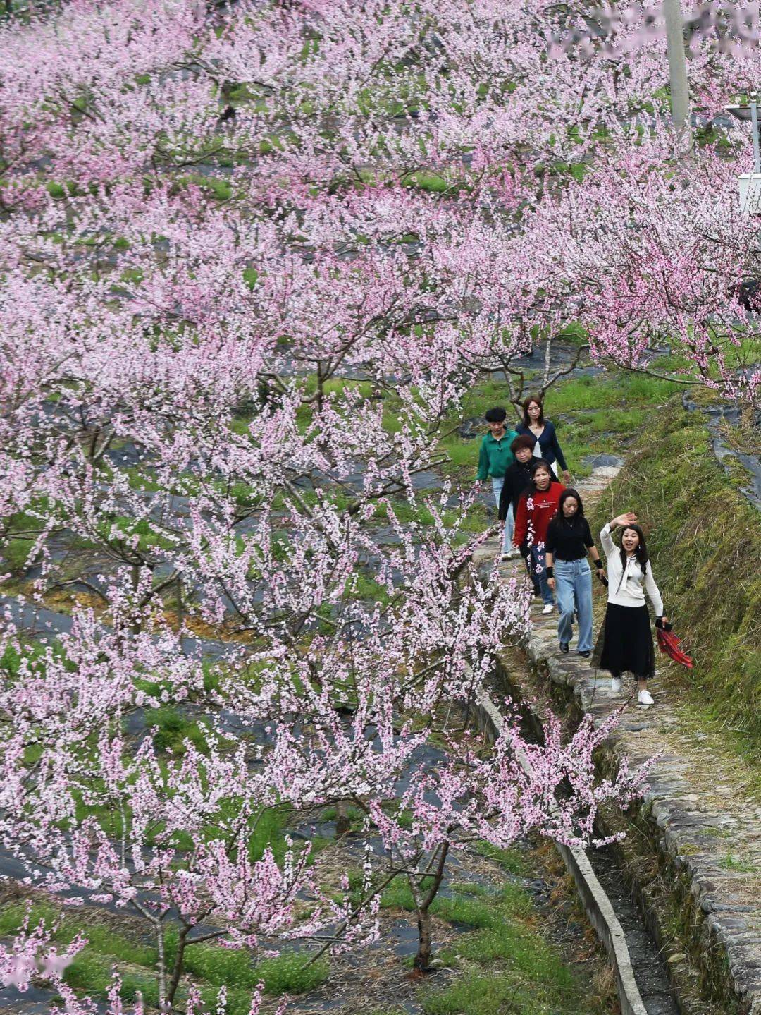 春游丽水龙泉赏花地图上线→