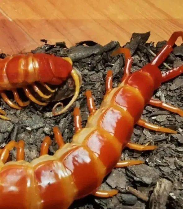 动物:陆龟,蜥蜴,暹罗鳄,玉米锦蛇等;大型哺乳动物:雪狐,赤狐,雪貂等