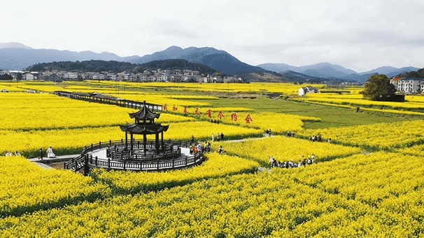 茶陵油菜花图片