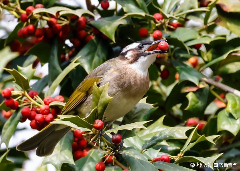 趵突泉公园树上的小红果成了白耳鹎鸟的美食