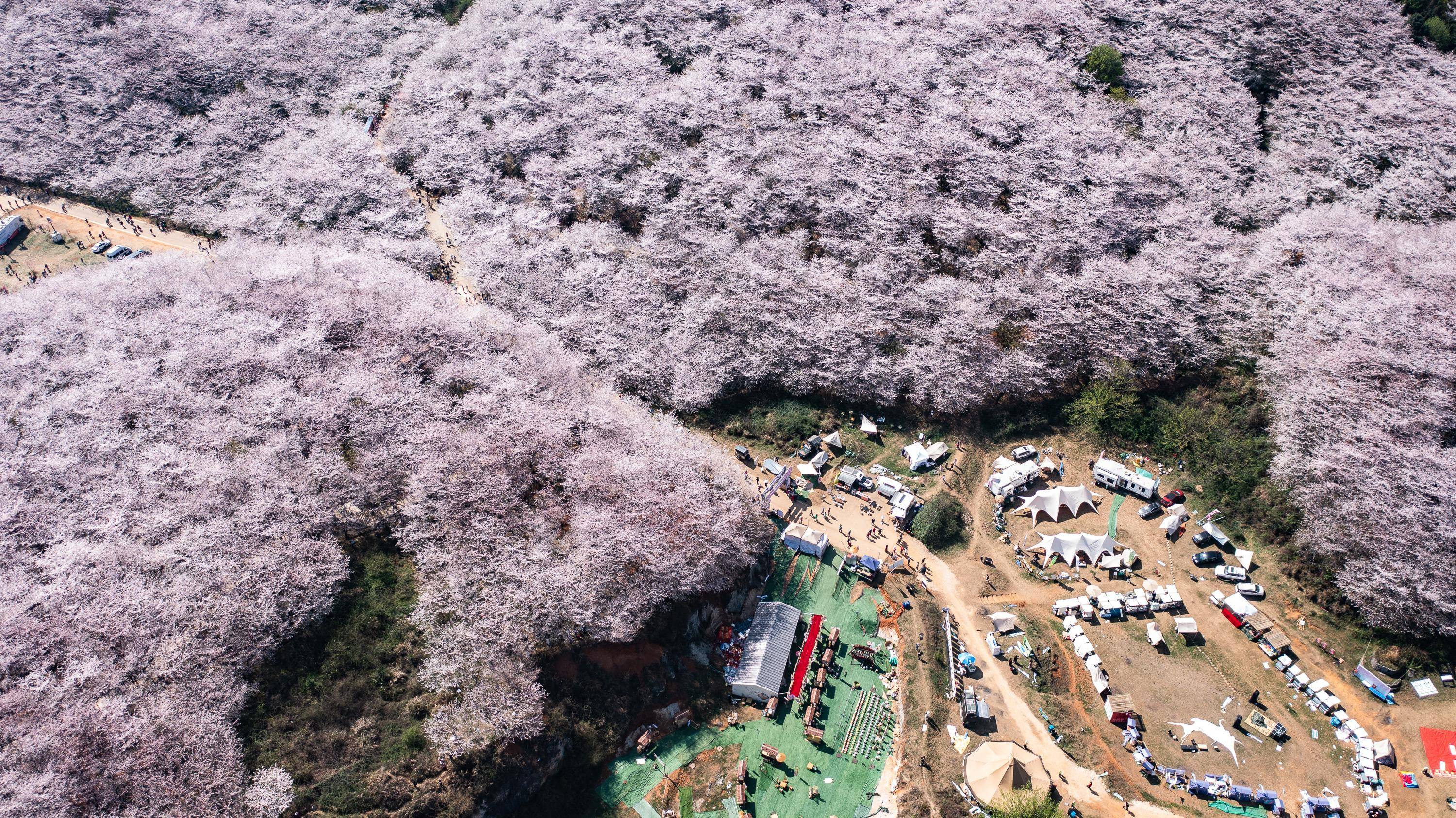 贵阳樱花公园图片