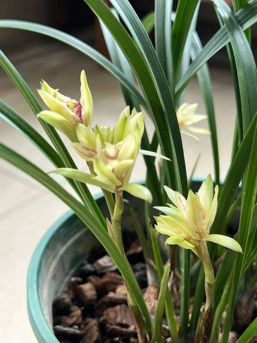 台友_盆景_兰草