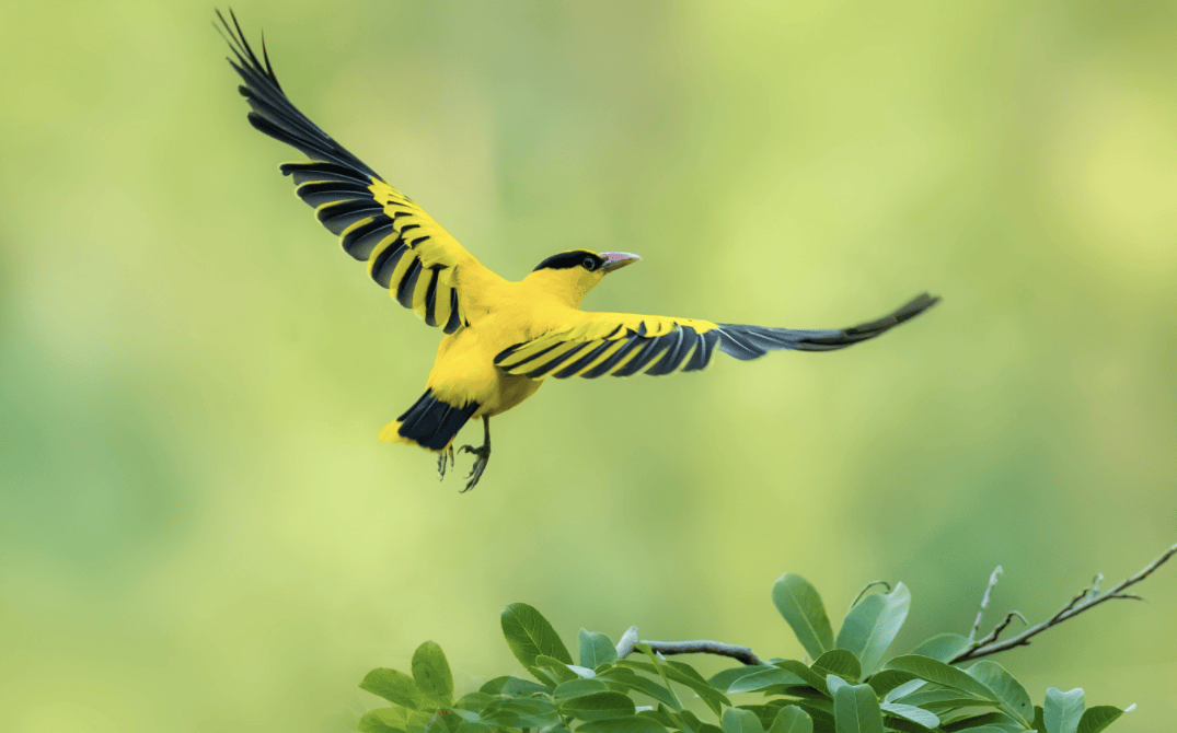 立夏时从南方回来的鸟有黄鹂(黄鹭),四声杜鹃,布谷鸟,云雀,赤鹎(bei)