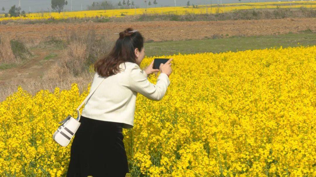 新洲176万亩油菜花进入最佳观赏期