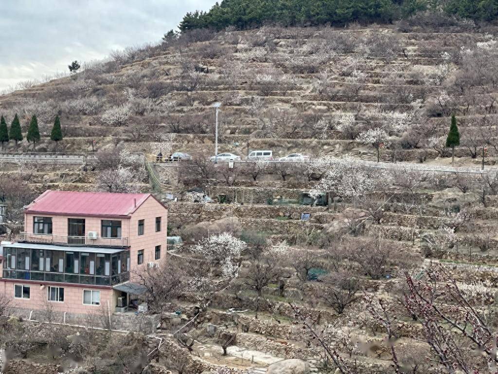 北宅樱桃花将次第开放,赏樱地图每日更新发布_崂山区_市民_游客