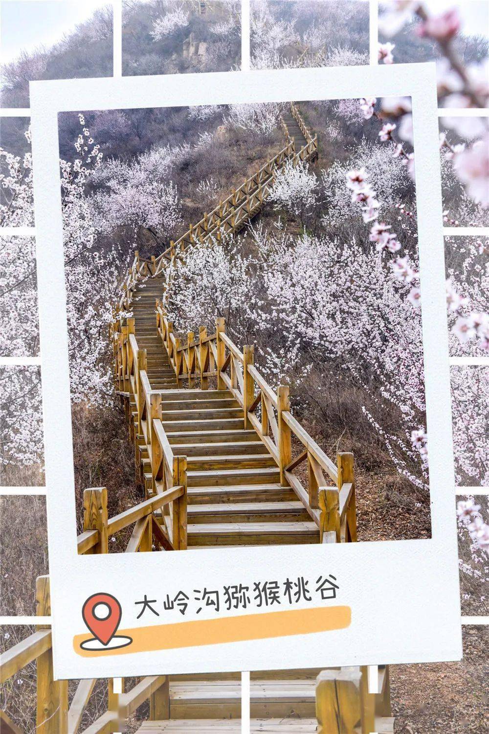 看了春花无数别错过昌平此处的美景